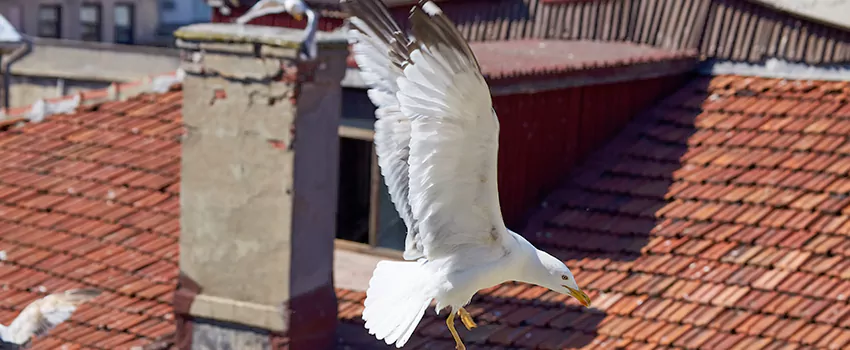 Residential Chimney Animal Removal Solution in Coram, NY