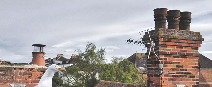 Chimney Cleaning And Restoration in Coram, New York